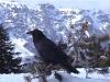  Another visitor at Crater Lake
