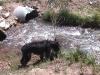  There was water and cut firewood waiting at the Cleve Creek BLM site - how nice.
