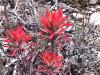  Desert flowers around Cleve Creek (on the way to G Basin).
