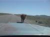  On the way to Cleve Creek BLM - Cows literally everywhere.
