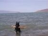  Lots of driftwood along the beach.
