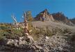  A bristlecone at G Basin (ho hum - they are everywhere).
