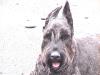  A black dog on a black beach just shows up better in pictures.
