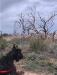  A burnt tree in Mesa Verde.
