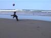  happy dog on ocean shores
