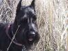  oceanshores - romping in the dunes
