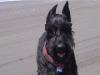  Ocean Shores dog 6
