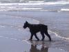  Ocean Shores dog 1
