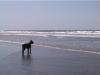  Ocean Shores dog 2
