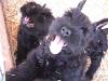  Puppies at Skansen Kennels where Ralf was born.
