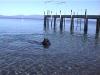  Swiming in Lake Tahoe - man its cold.
