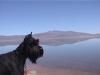  A quickly drying up BLM Walker Lake north of Hawthorne. Had fish in it but also a rusty film (bottom of picture). Camping is alowed anywhere.
