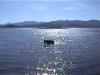  Last dip before we leave Wildhorse Resevoir BLM (north of Elko NV).
